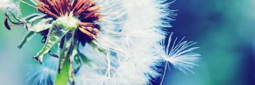 valefeer's profile banner image
