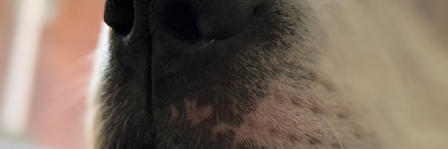 LuzCalderooon's profile banner image