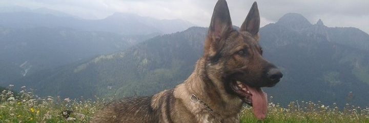 Grinsekata's profile banner image