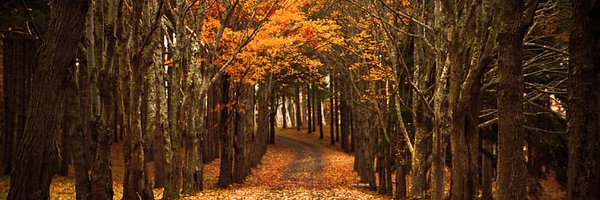 ronnygiron4 Profile Banner