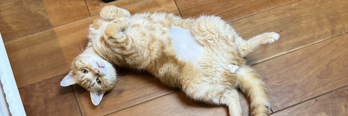 どすこいあんこ banner