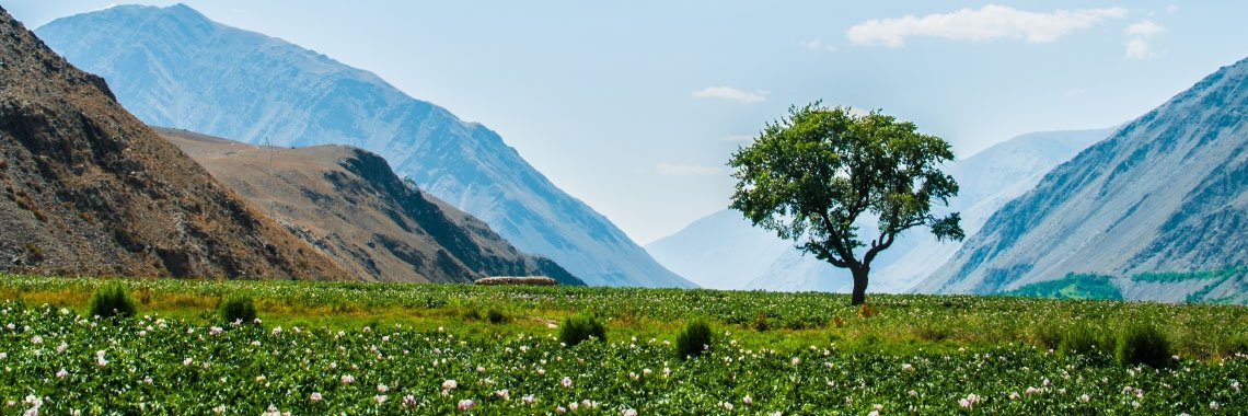 Milkshake Bird banner