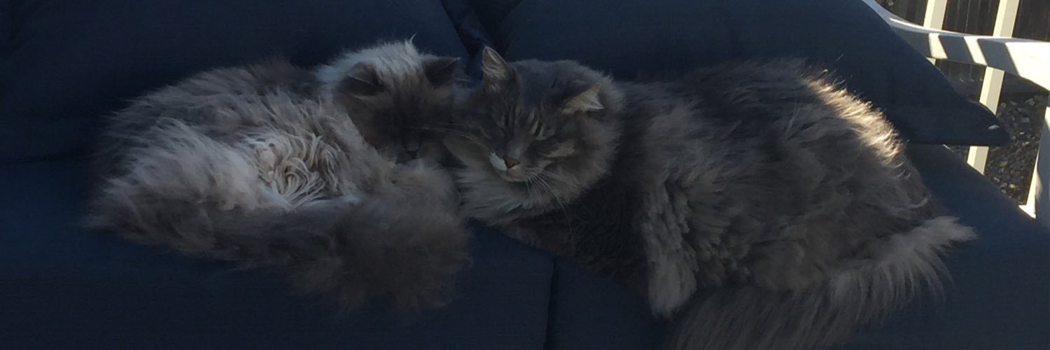 SunnyGrady's profile banner image