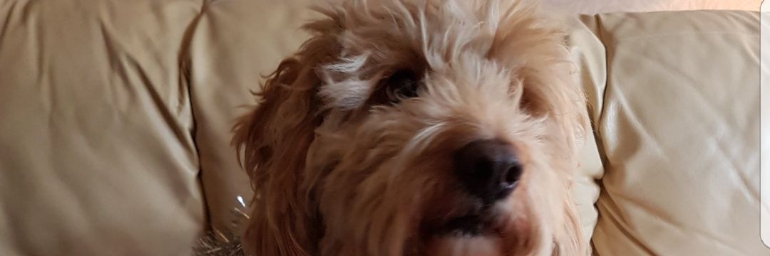 BcHallsy's profile banner image