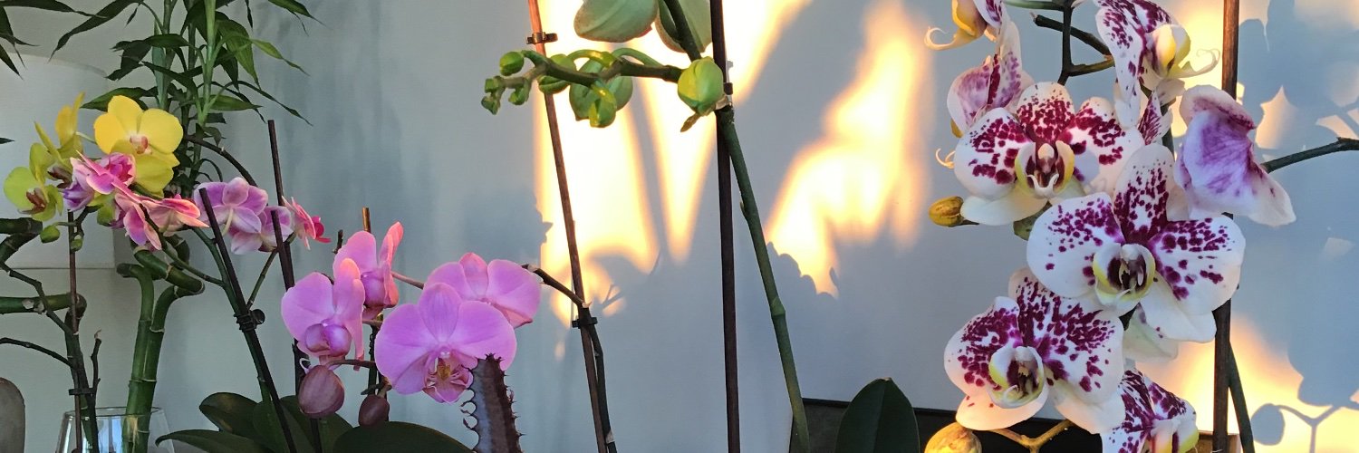 Celia Rojas banner