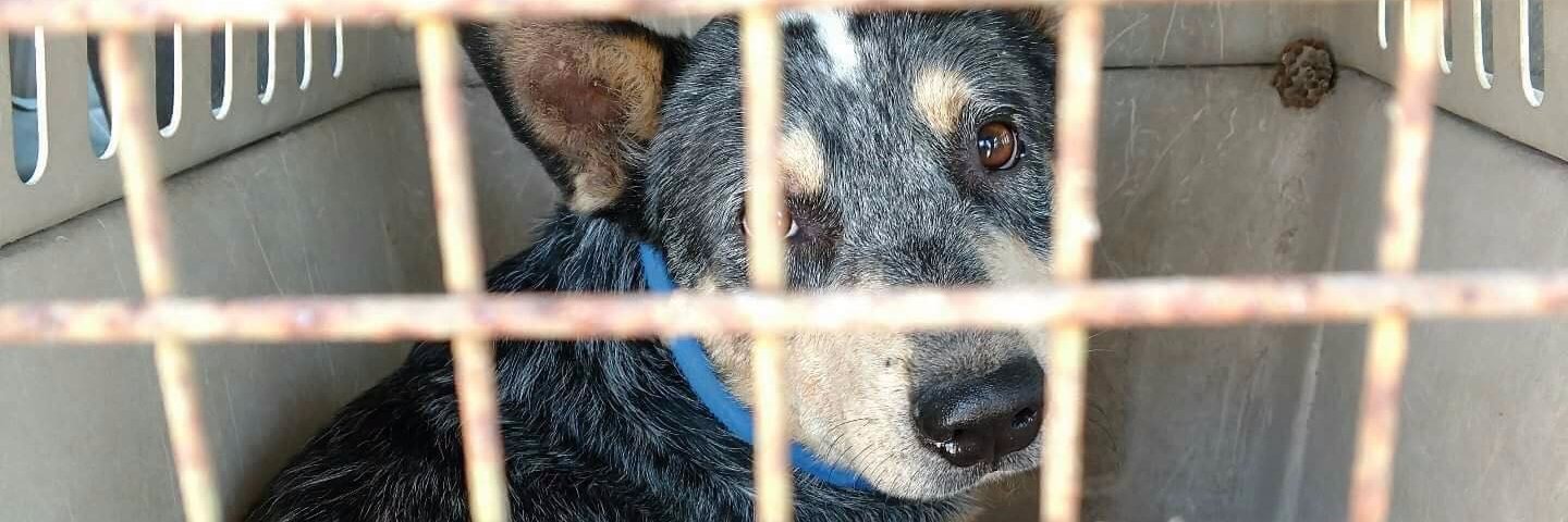 RedemptionPaws banner