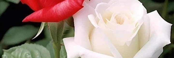 almansour221's profile banner image