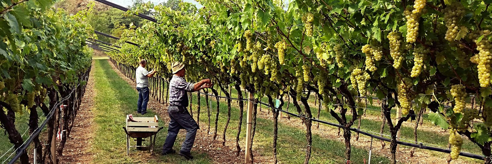 Carlo De Biasi banner