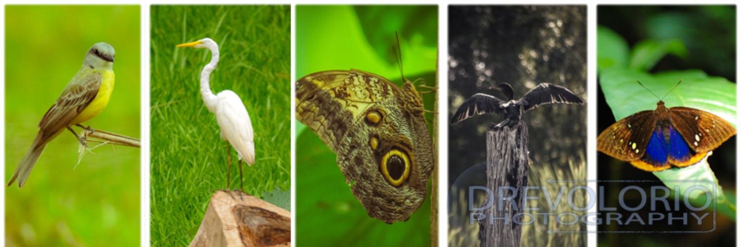dermin's profile banner image
