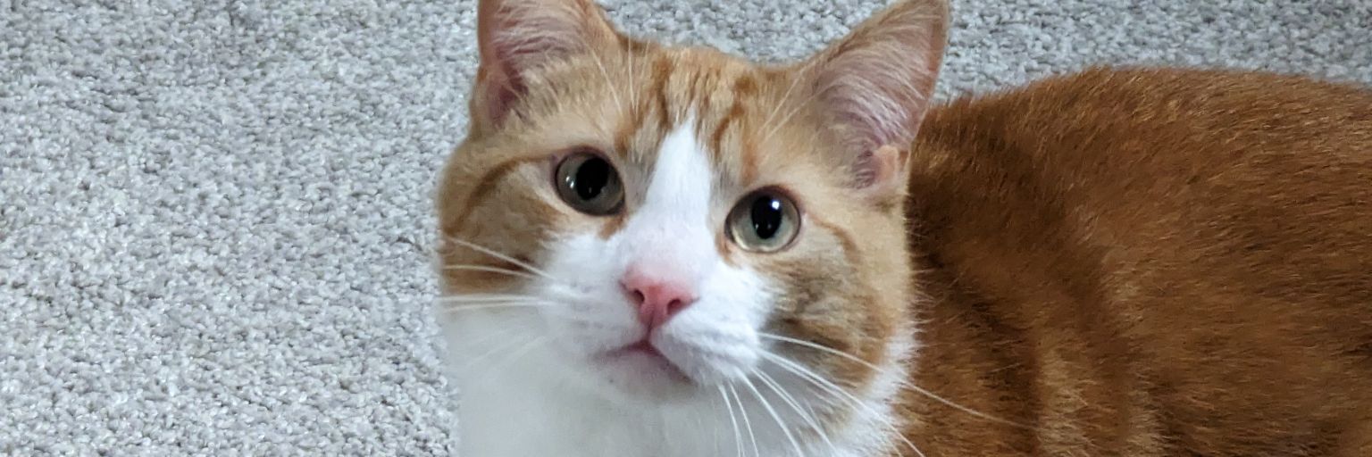 GGott95's profile banner image
