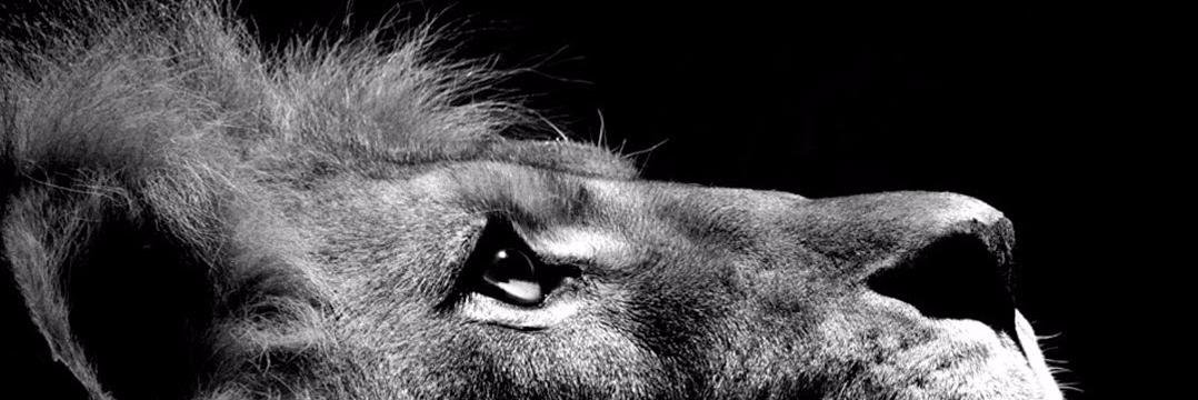 DanielaLemos_'s profile banner image