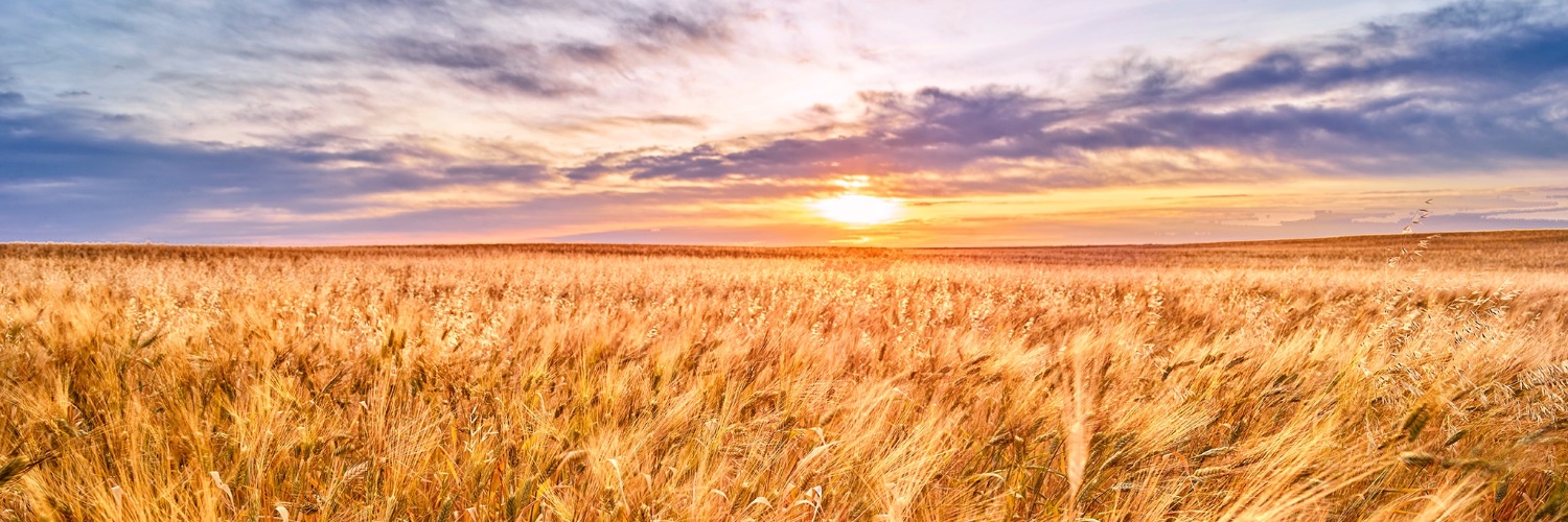 KAMUT® Brand Wheat banner
