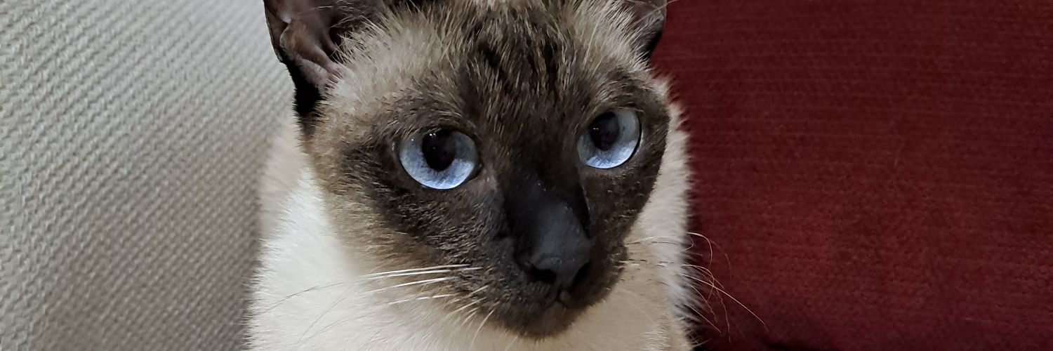 aynurrmutlu's profile banner image