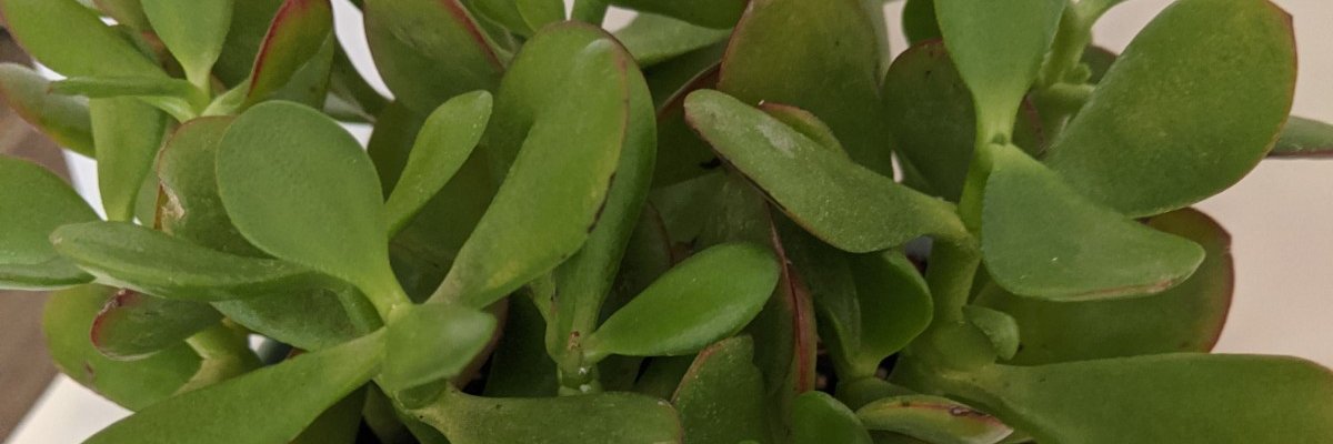 JustinSperrazza's profile banner image