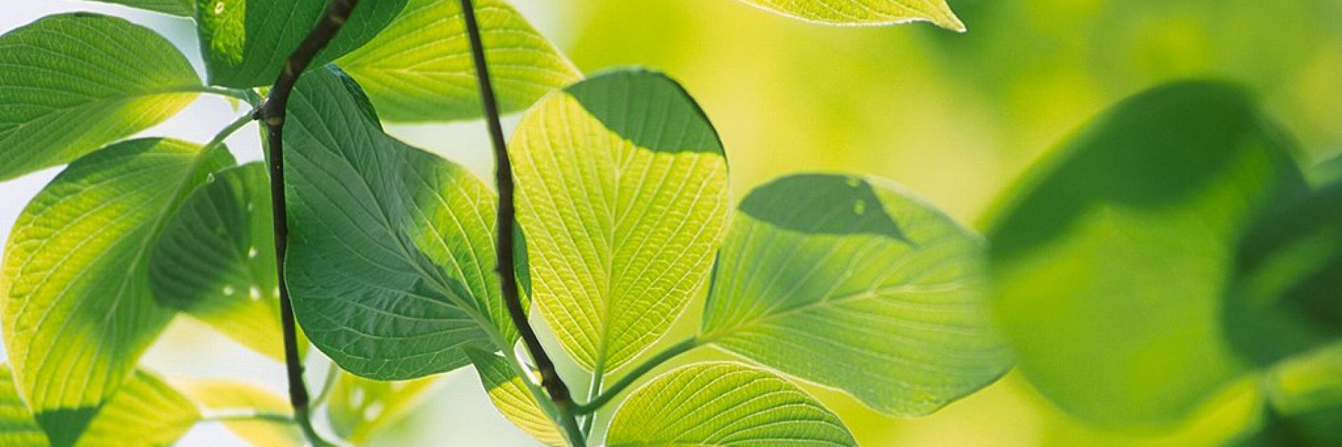 Laboratory of Plant Ecology banner