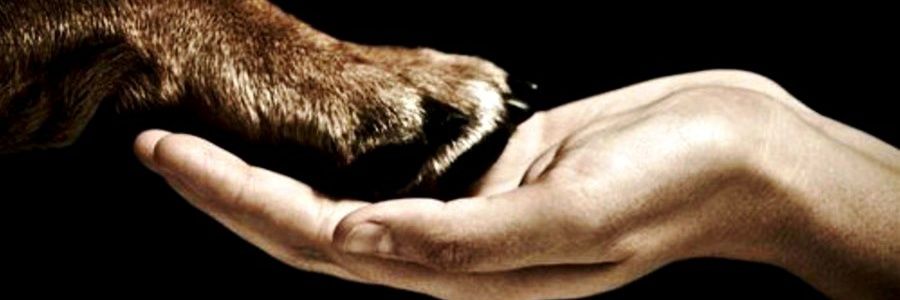 👣🐾Tamy (♥T‿E♥) Soy #TCAE🩺💕mami de dos🐶🐶 banner