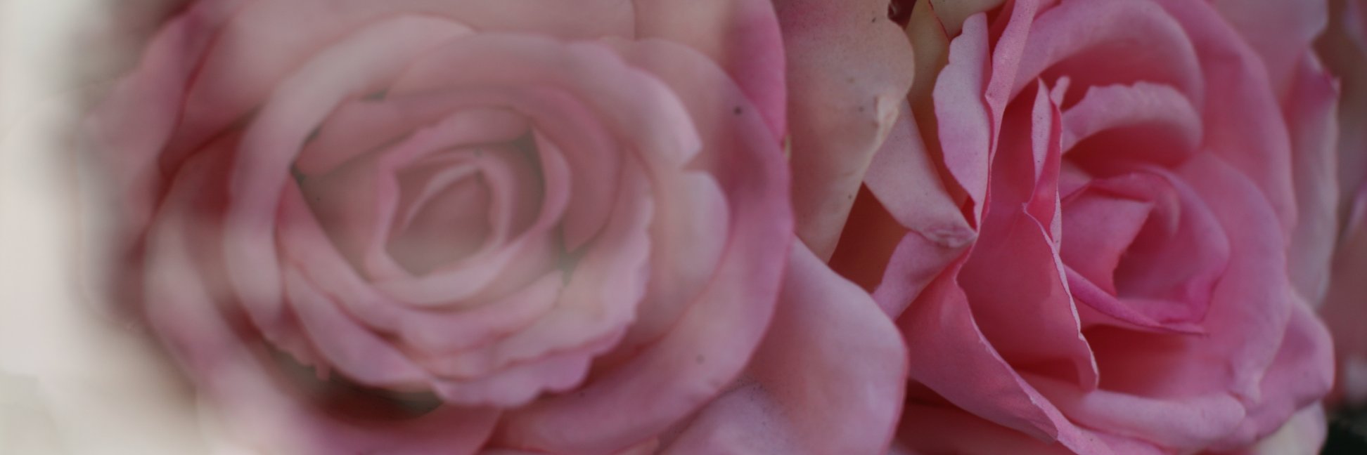TheCemeteryGirl's profile banner image