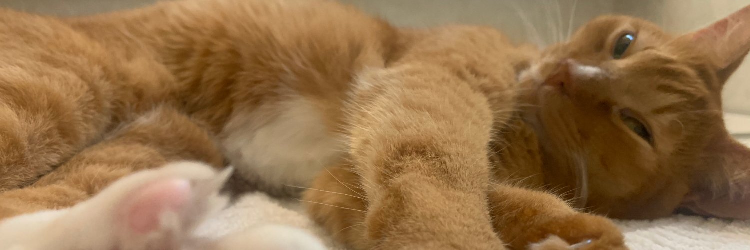 Fukapong@内外出版社 banner