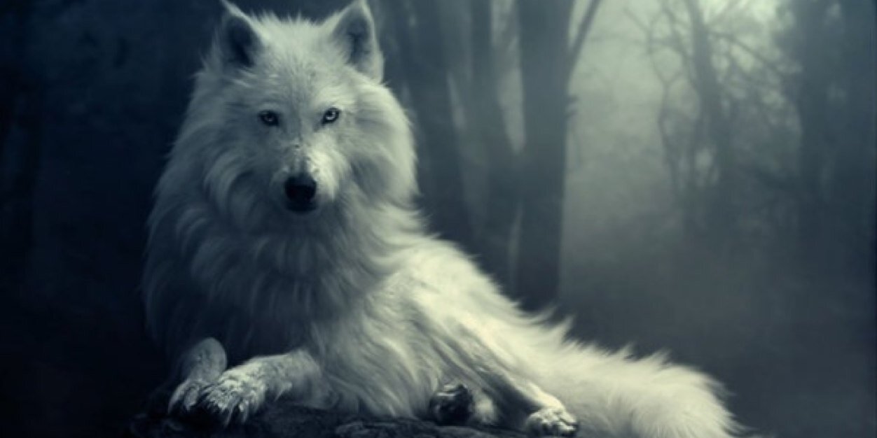 PiRHusnu's profile banner image