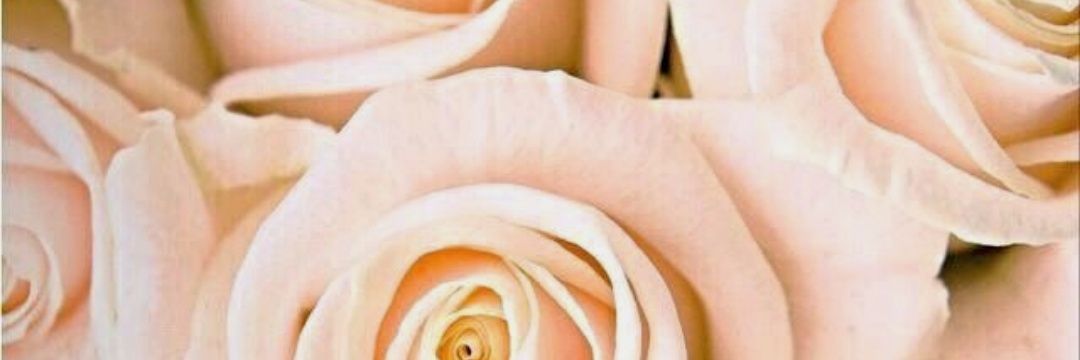 Albabertorello's profile banner image