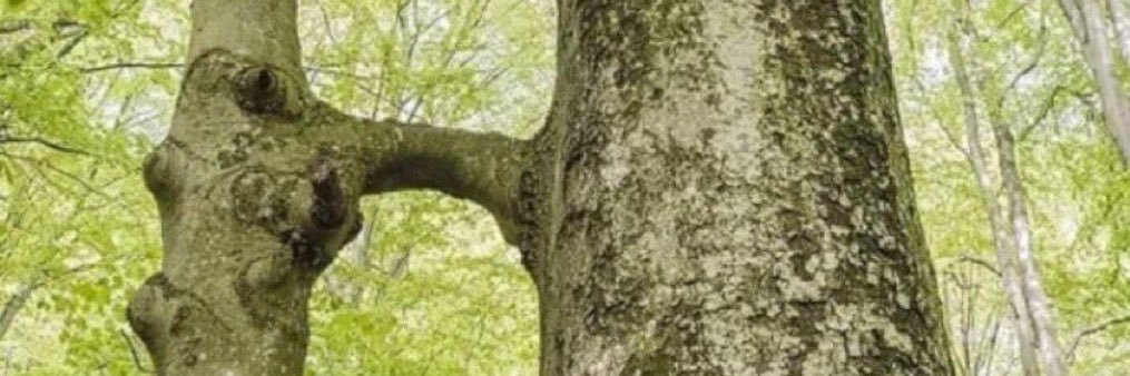 1AmDisappeared's profile banner image