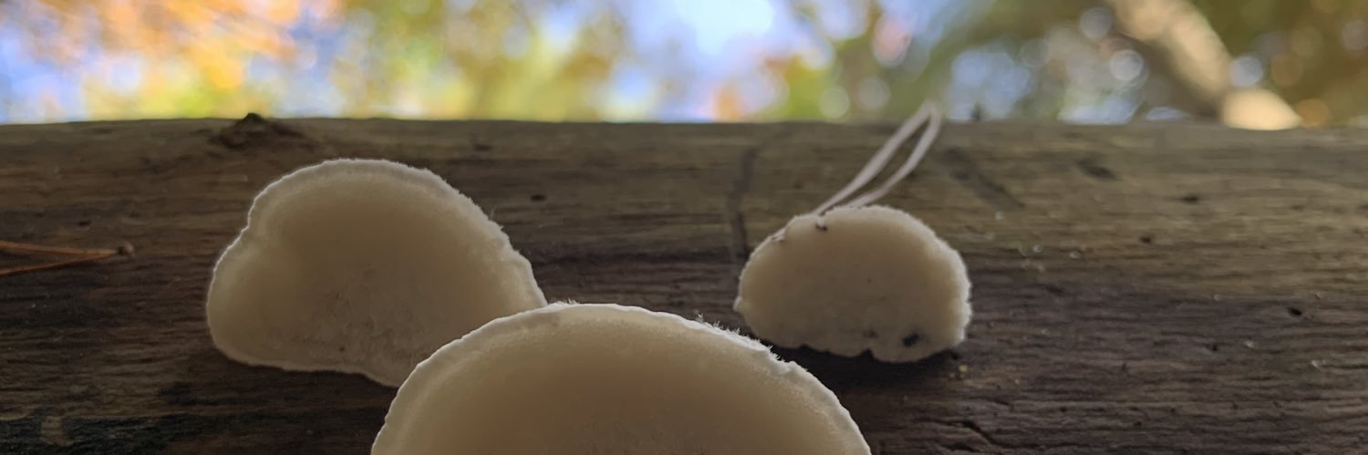 Benjamin Taylor 🔻 banner