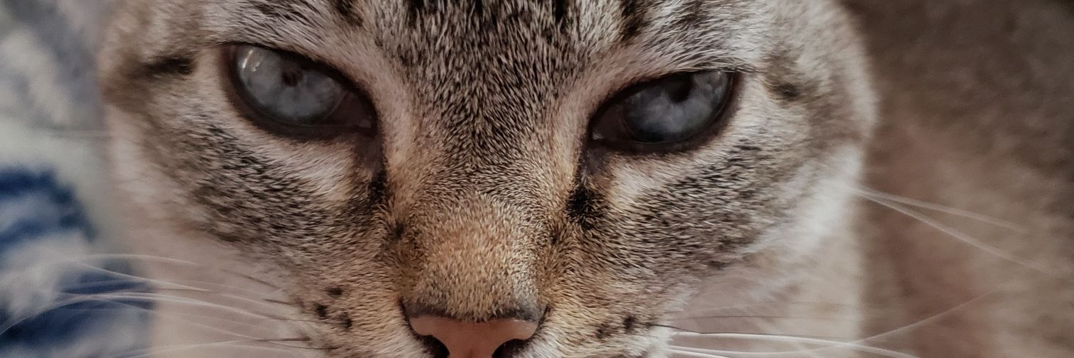 Lampalheiros's profile banner image