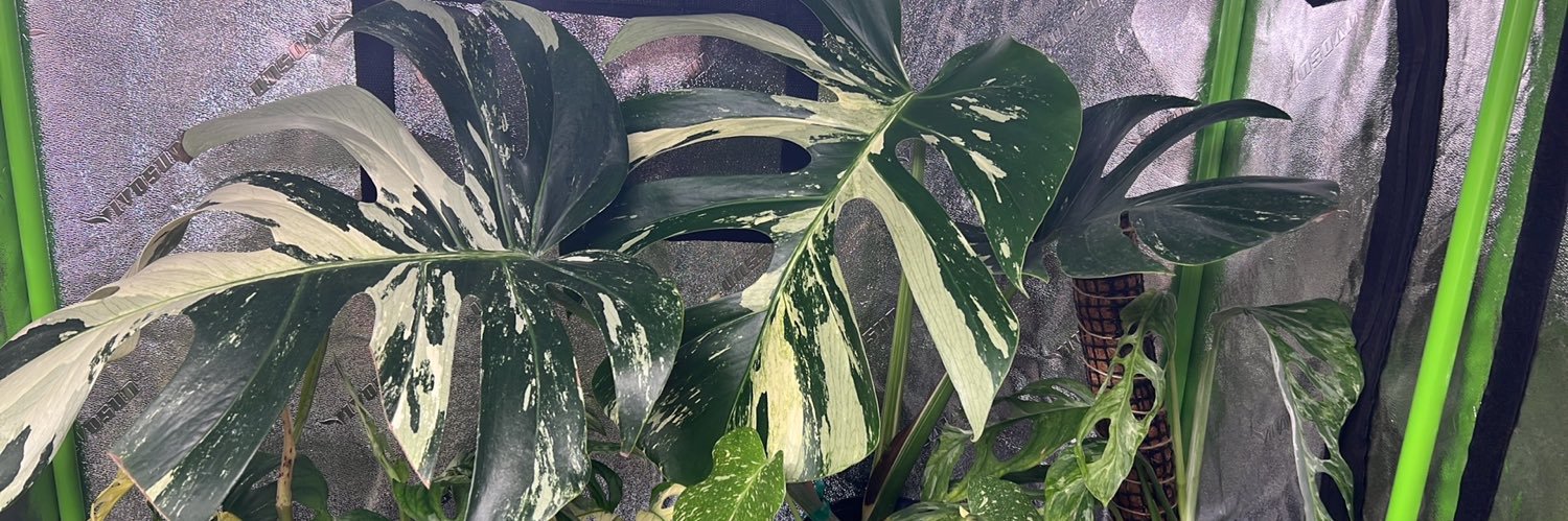 cam 🌻 mitochondiva banner