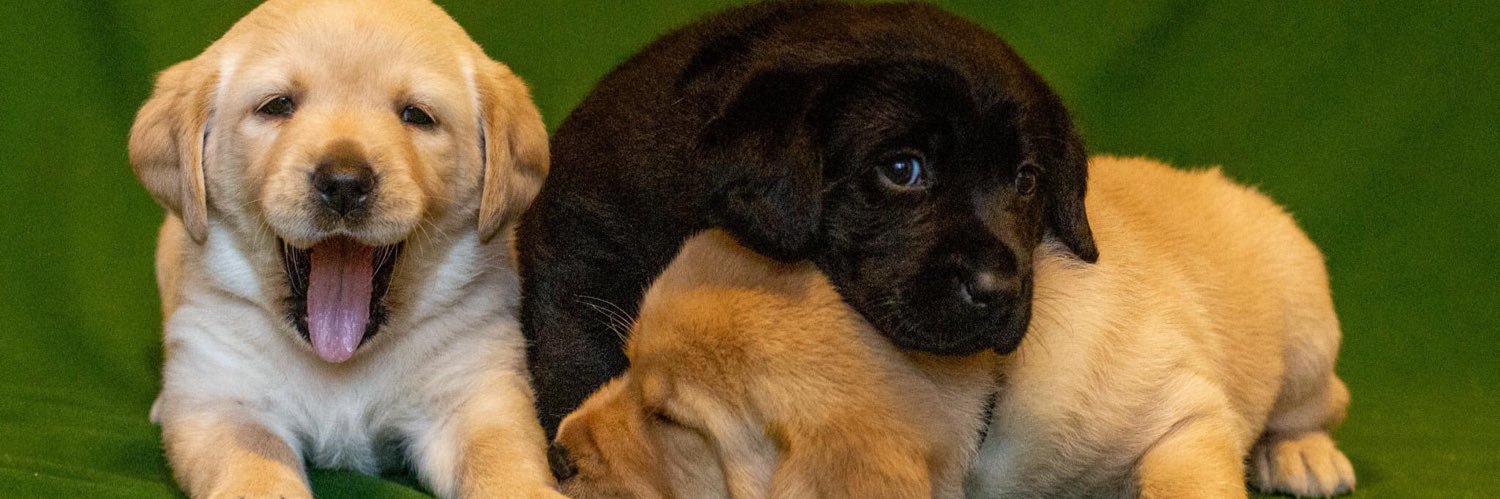 servicedogsva's profile banner image