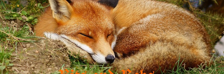 Foxysbitsandbobs banner