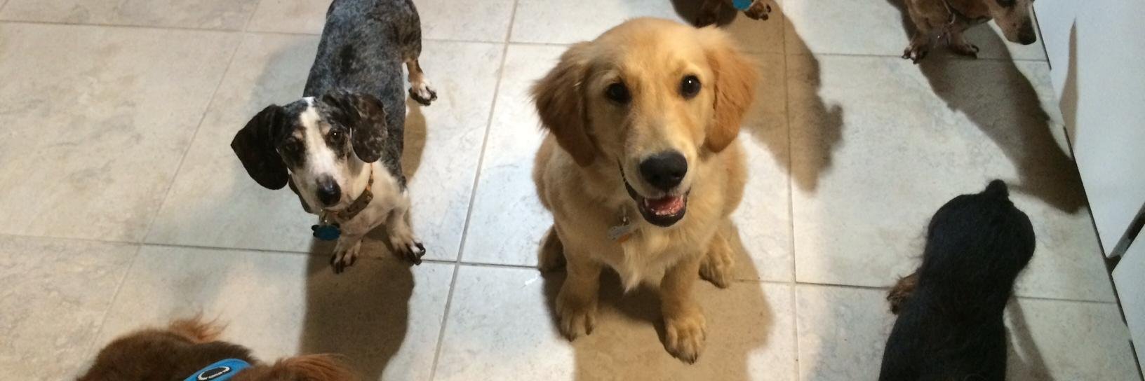 Angel Skye & Sonny banner