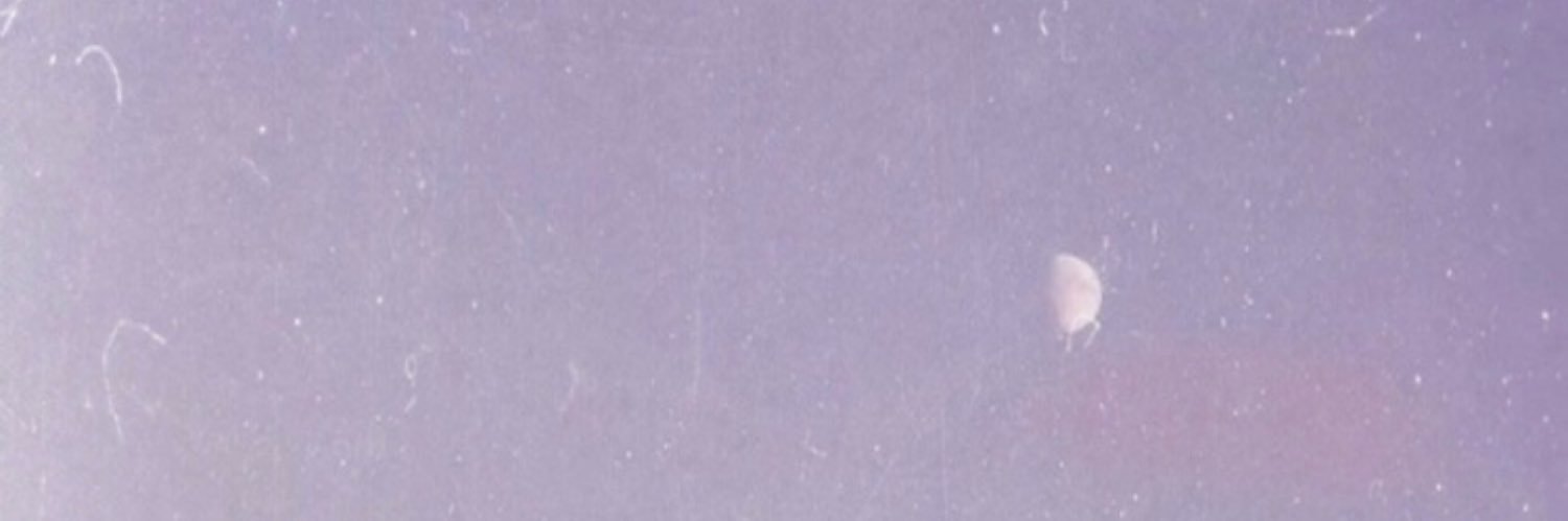 studiowill banner