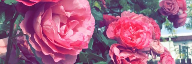 sarabiii2's profile banner image