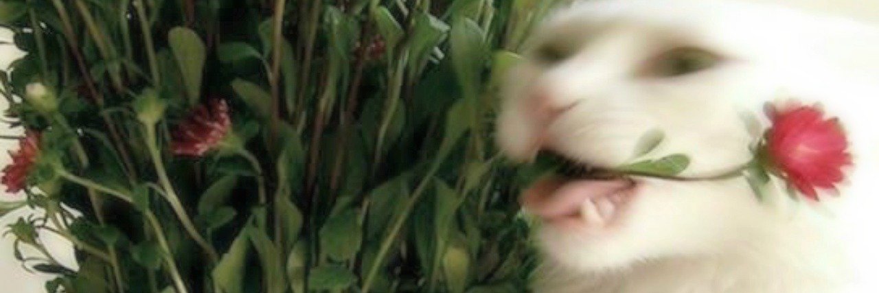 ghost_ratzmoved's profile banner image