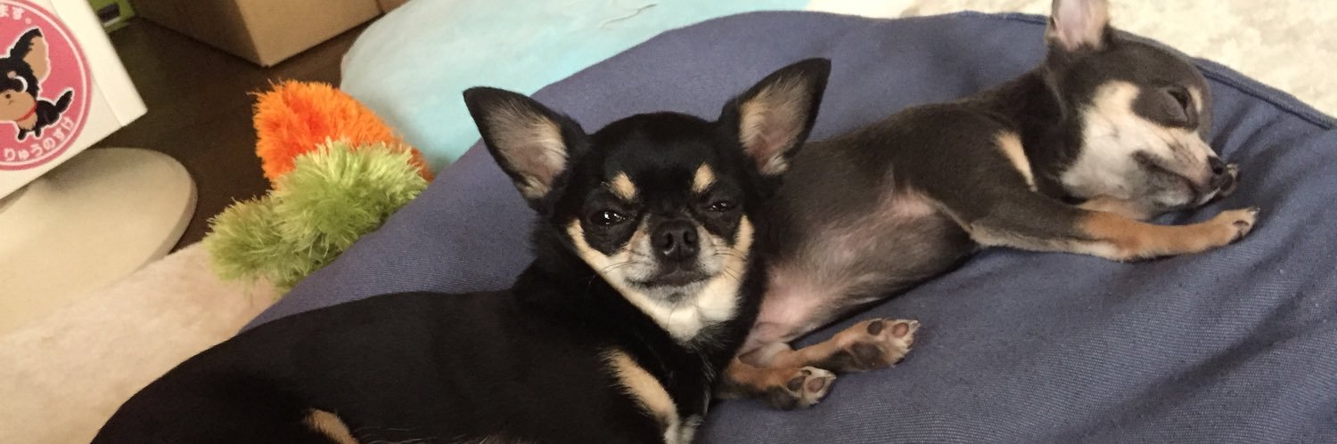 ryu_Chihuahua's profile banner image