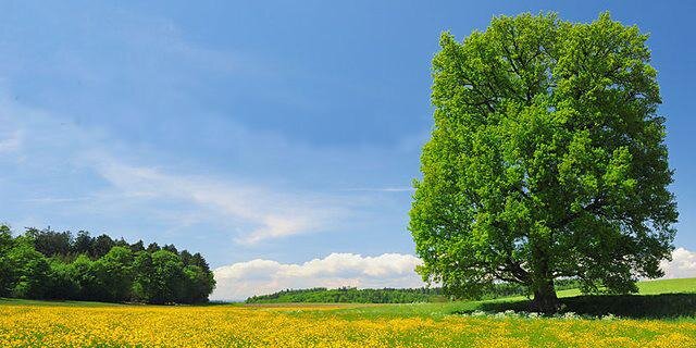 ambridged's profile banner image