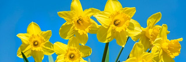 Tîm Cymraeg-Fflint banner