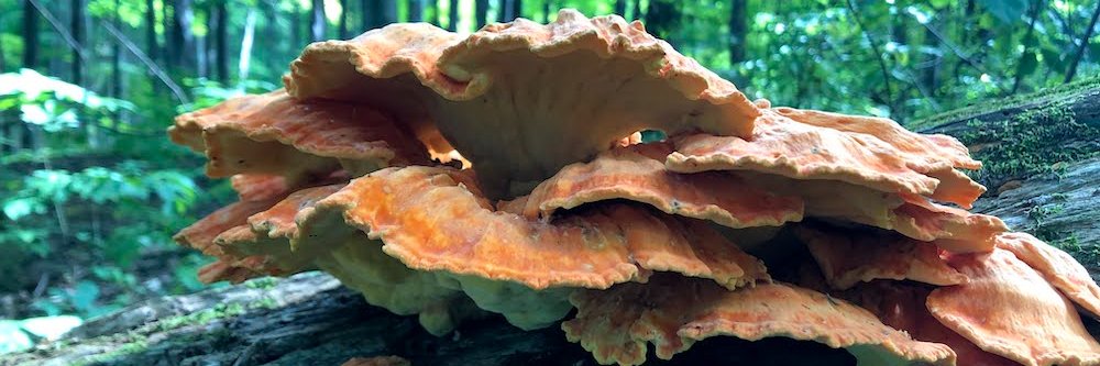 Good Food Revolution banner