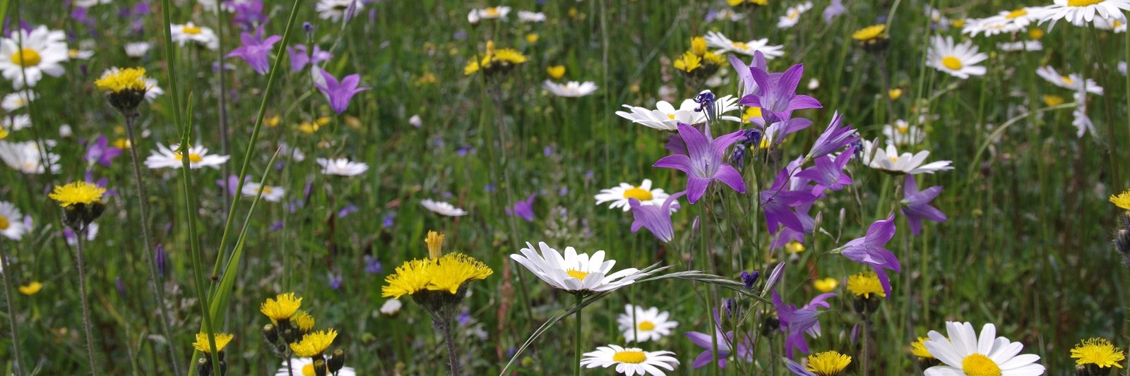 Robin Böhnisch banner