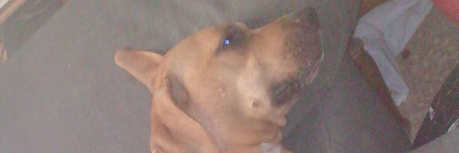 Bobby_idiota's profile banner image