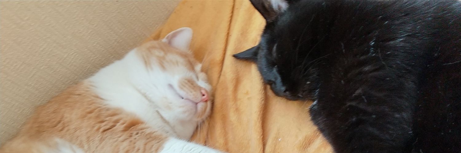 mido8neko's profile banner image