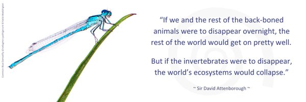 BuglifeScotland Profile Banner