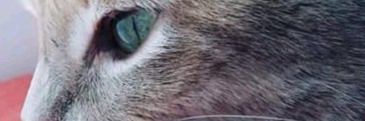 CrisNavarro21's profile banner image