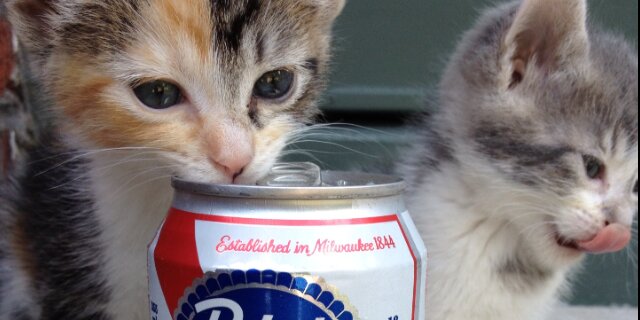 catsandbeer's profile banner image