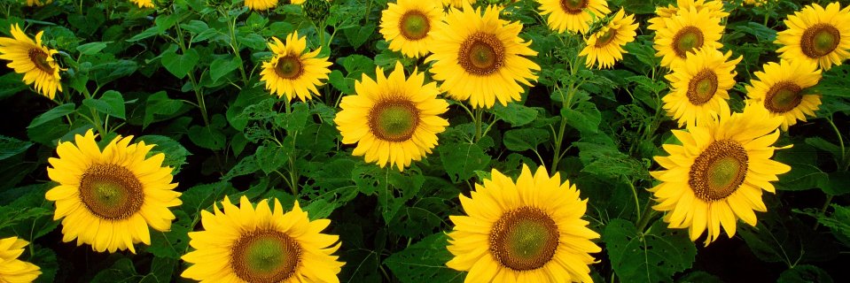 Alison_Wedig's profile banner image