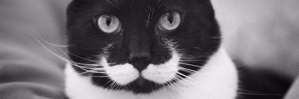 MizzzTT's profile banner image