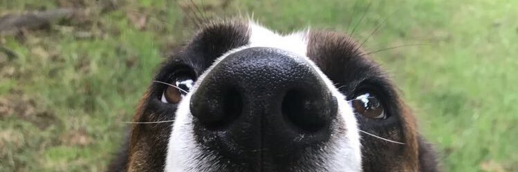 kylie_pine's profile banner image
