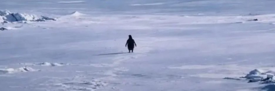 Everybody Knows banner