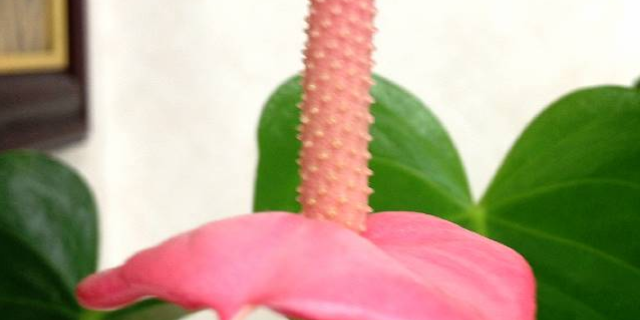 ぬらた（破壊あざらし） banner