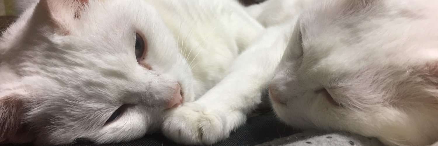 twit_chu's profile banner image